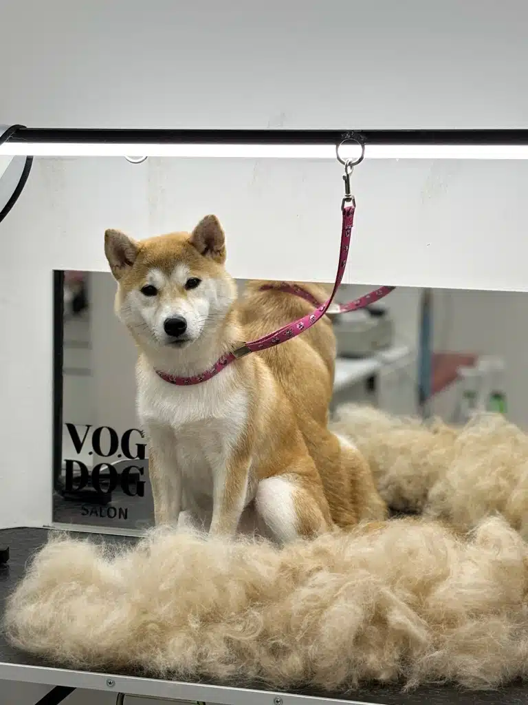 Стіл перед шиба-іну вкритий великою кількістю шерсті, яку вичесав грумер