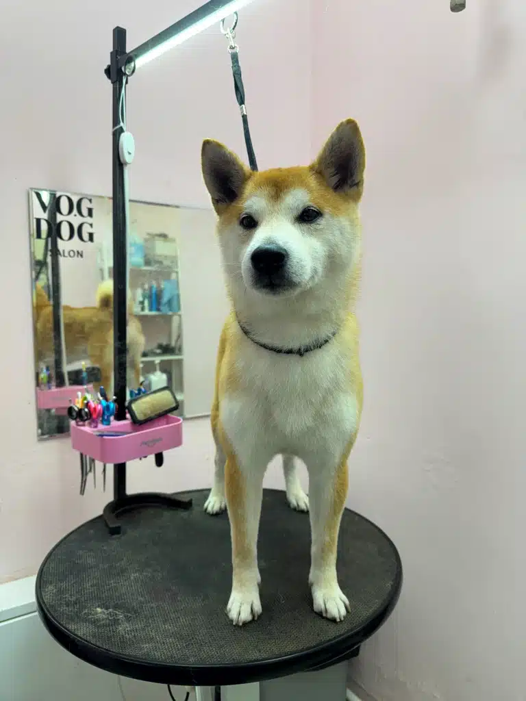 Шиба-іну зайняв половину круглого грумерського стола, який стоїть у кутку