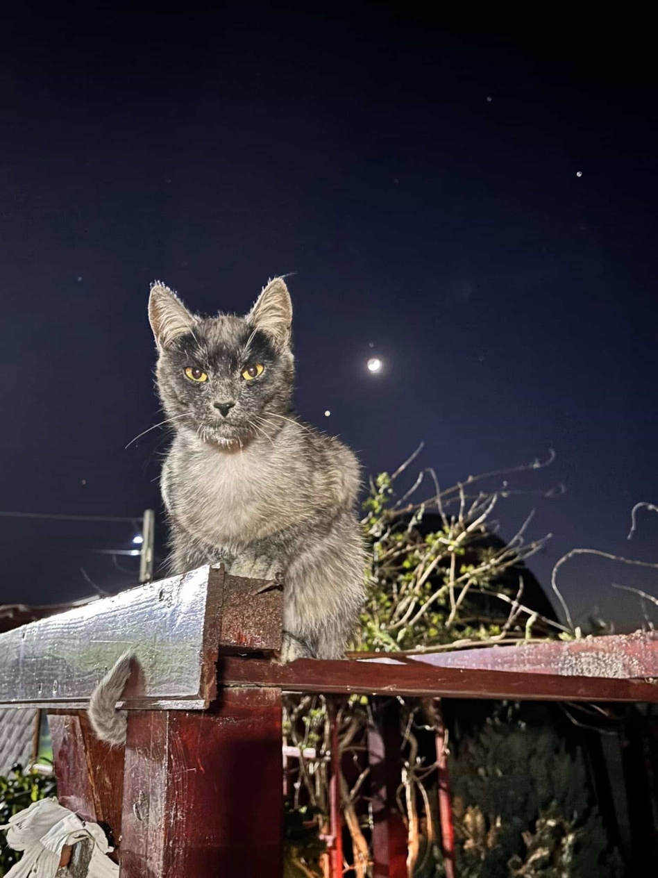 Les Chats Transylvaniens Sont Une Race Originaire Des Carpates V O G DOG