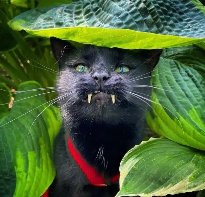 Кіт, що виглядає з зеленого куща, має надзвичайно довгі ікла