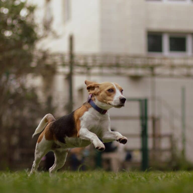 Бігль у стрибку над зеленою травою