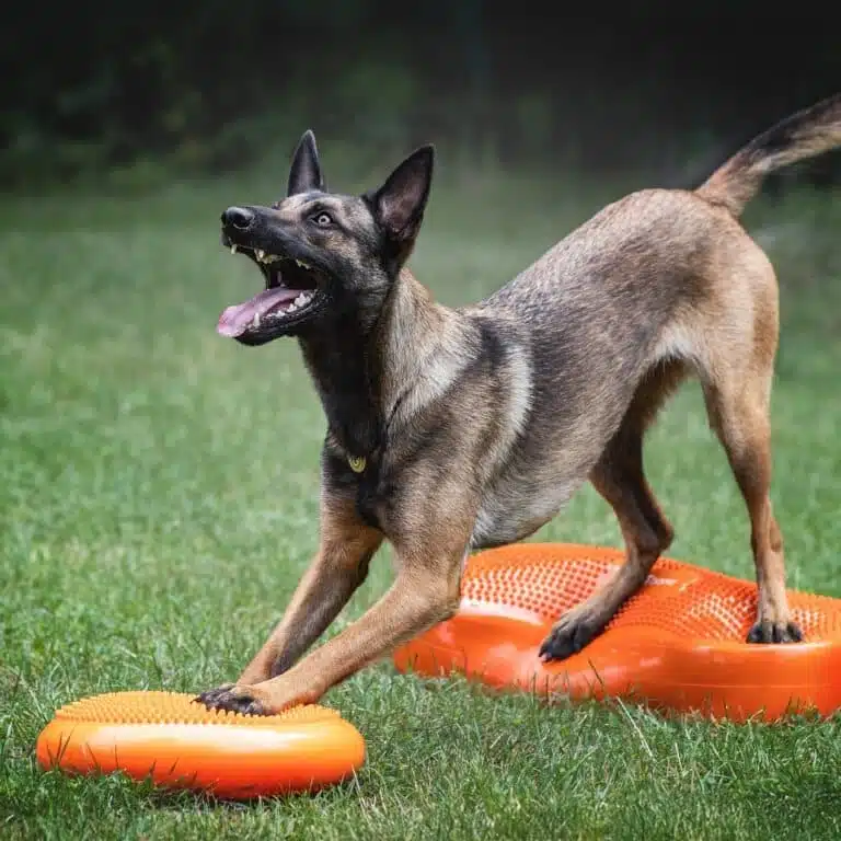 На зеленій траві лежать помаранчеві надувні підставки, на яких знаходиться малінуа