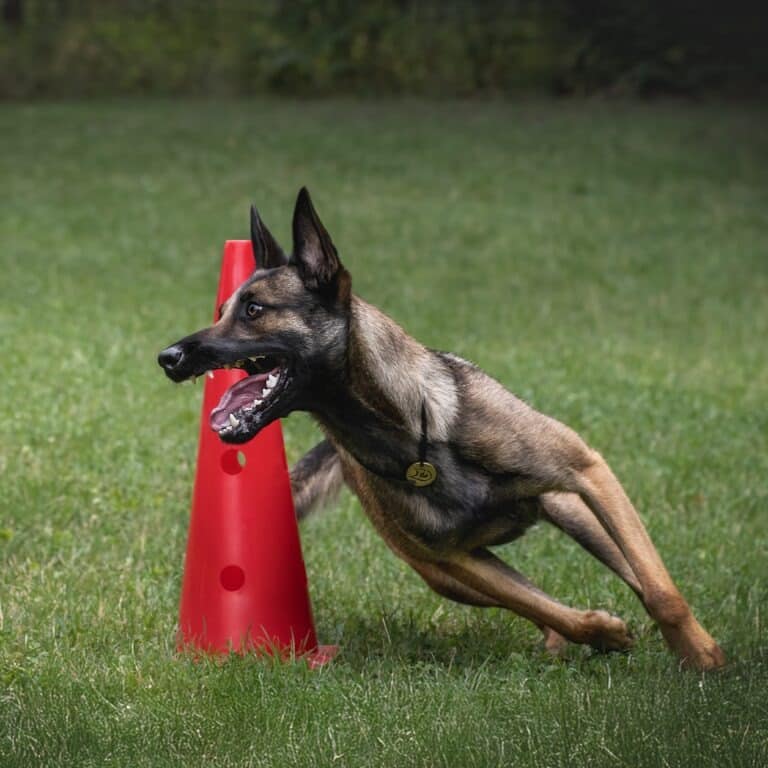 Малінуа на повній швидкості минає червоний ковпак на газоні