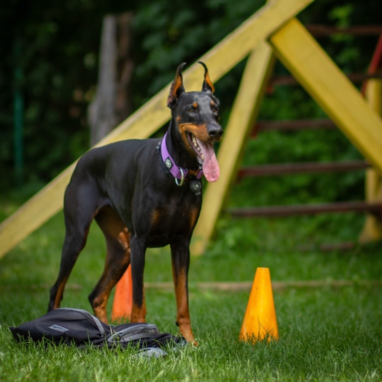Доберман у фіолетовому нашийнику стоїть на тренувальному майданчику з газоном