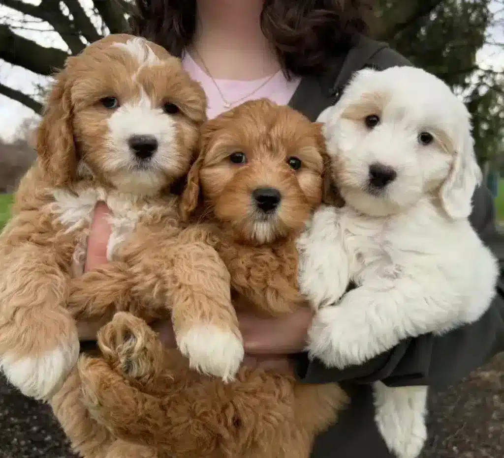 Дівчина втримує в обіймах трьох цуценят коричневого та білого забарвлення