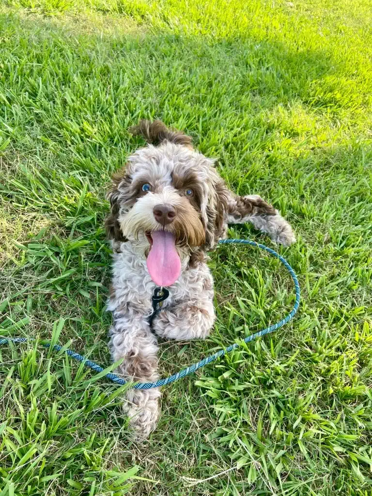 Колір повідця схожий на колір очей собаки, який лежить на газоні