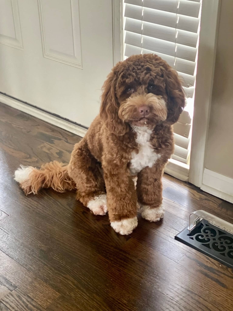 Коричнево-білий лабрадуль сидить біля білих дверей