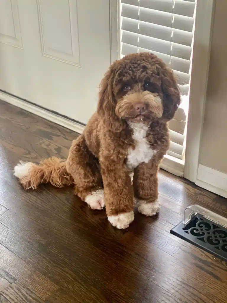 Коричнево-білий лабрадуль сидить біля білих дверей