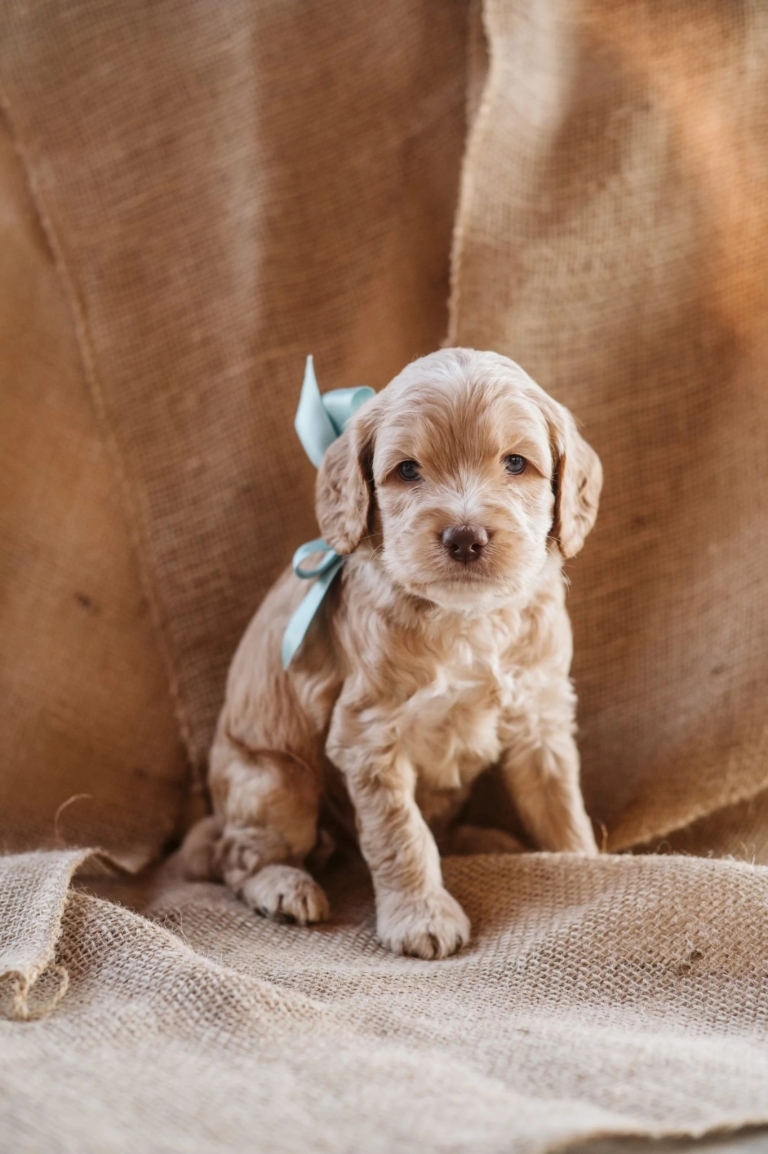 Цуценя лабрадудля з бірюзовим бантиком на шиї сидить на мішковині