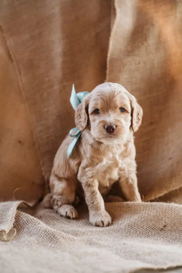 Цуценя лабрадудля з бірюзовим бантиком на шиї сидить на мішковині