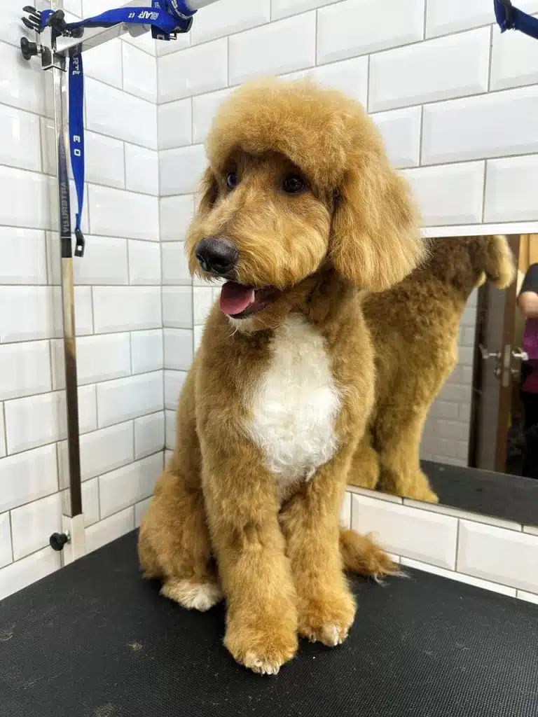 Лабрадудль з білою грудкою сидить на чорному столі біля дзеркала