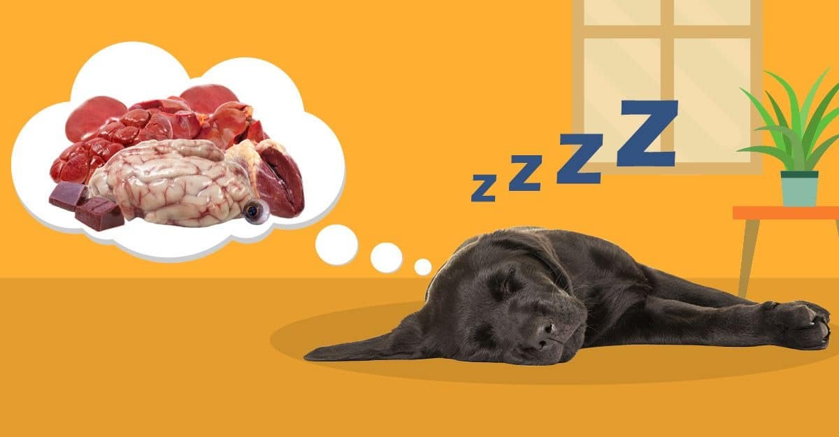 By-products for dogs: which ones to give and which ones to avoid - V.O ...