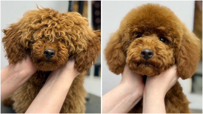 Перевтілення мальтіпу після професійної стрижки