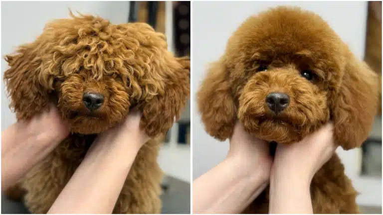 Перевтілення мальтіпу після професійної стрижки