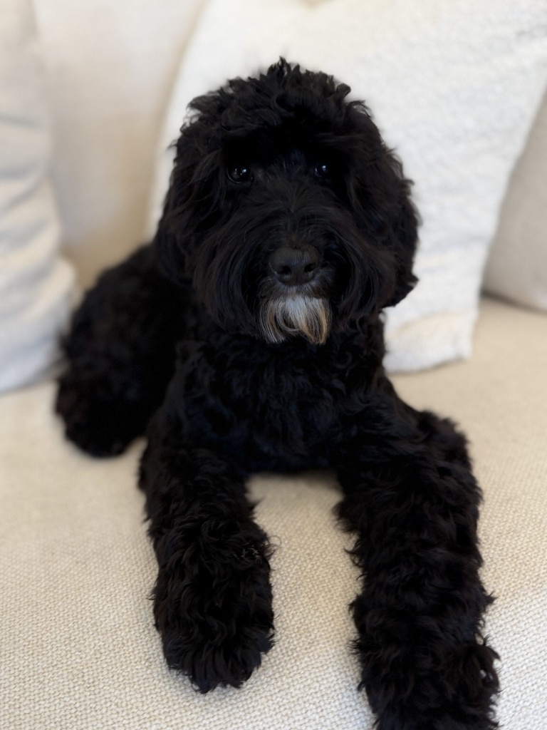 Чорний тер'єр з білою бородою лежить на світлому ліжку