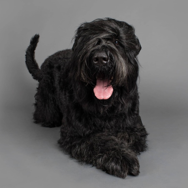 Око чорного тер'єра прикриває довга шерсть