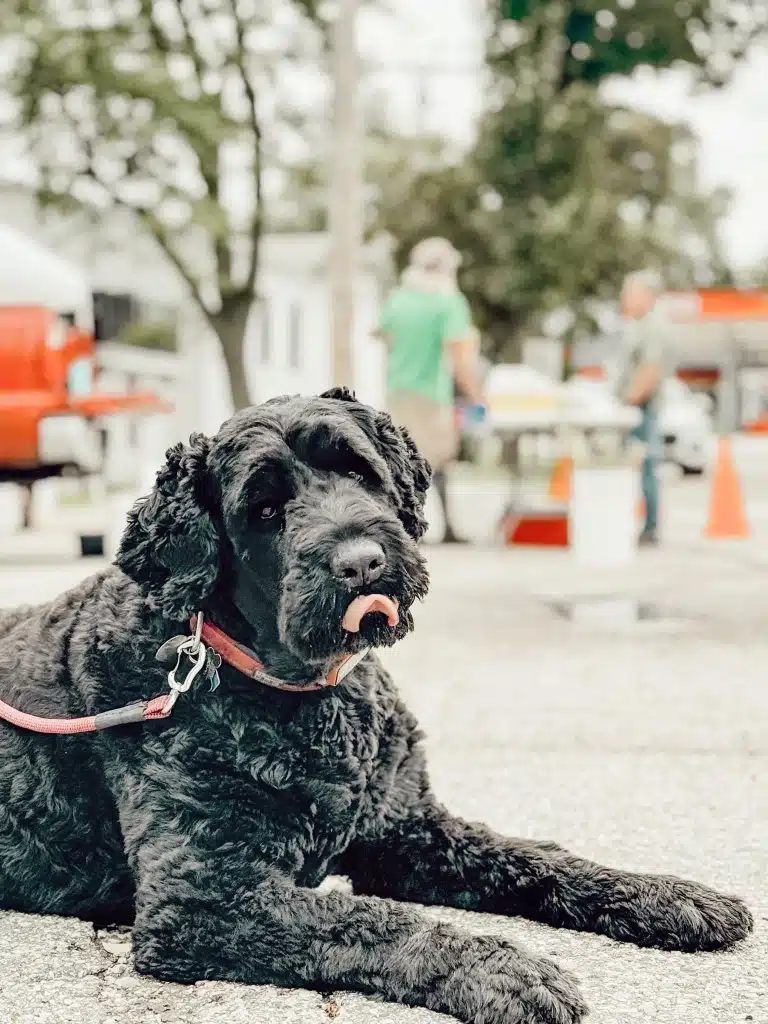 Коротко підстрижений чорний тер'єр лежить посеред вулиці