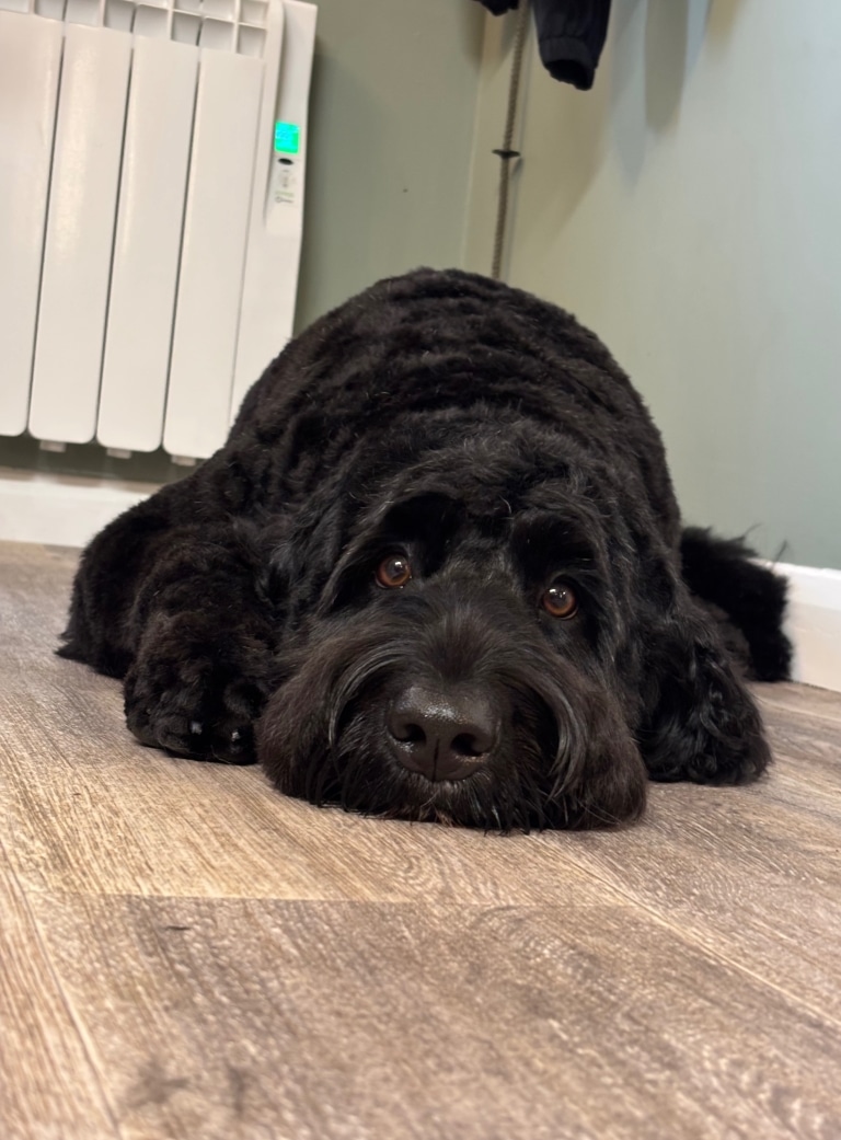 Чорний тер'єр з коричневими очима лежить на підлозі в кімнаті