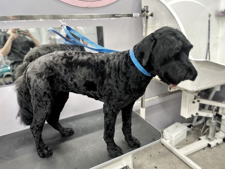 На грумерському столі стоїть чорний тер'єр після короткої стрижки