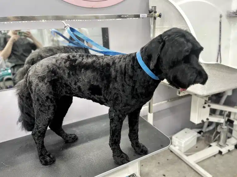 На грумерському столі стоїть чорний тер'єр після короткої стрижки