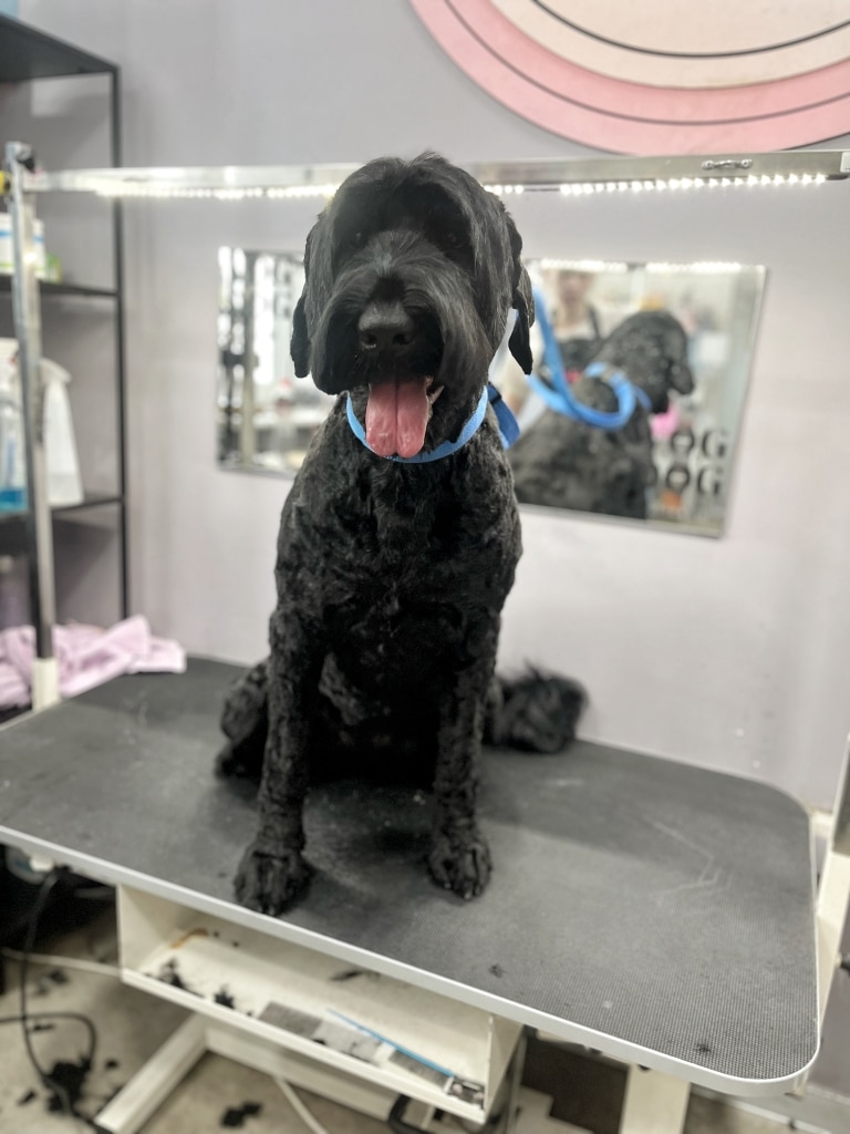 На шиї підстриженого чорного тер'єра синя ринговка