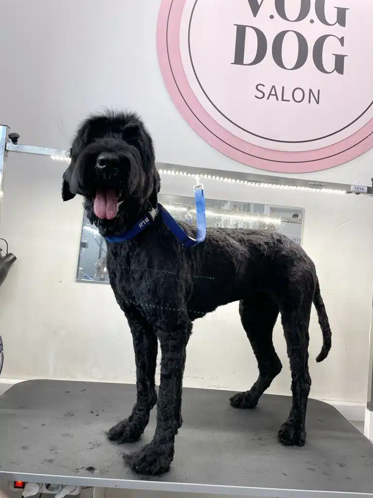 Коротко підстрижений чорний тер'єр стоїть під рожевою вивіскою салону