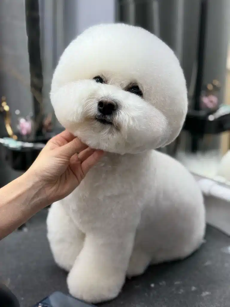 Людська рука трохи підняла голову ідеально підстриженого бішона