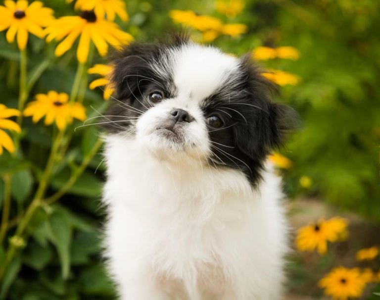 Маленький чорно-білий японський хін серед жовтих квітів