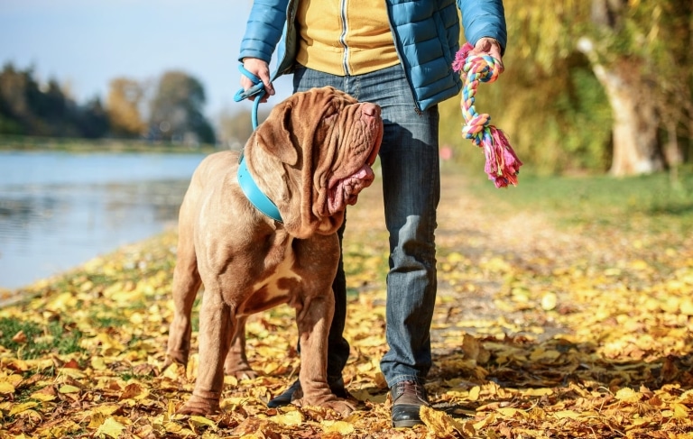 Неаполітанський мастиф в блакитному нашийнику дивиться на канатик у руках чоловіка