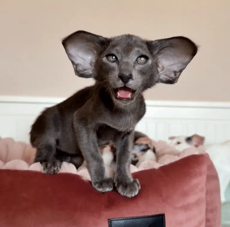 Орієнтал з сірими очима мявчить, сидячи на м'якій лежанці